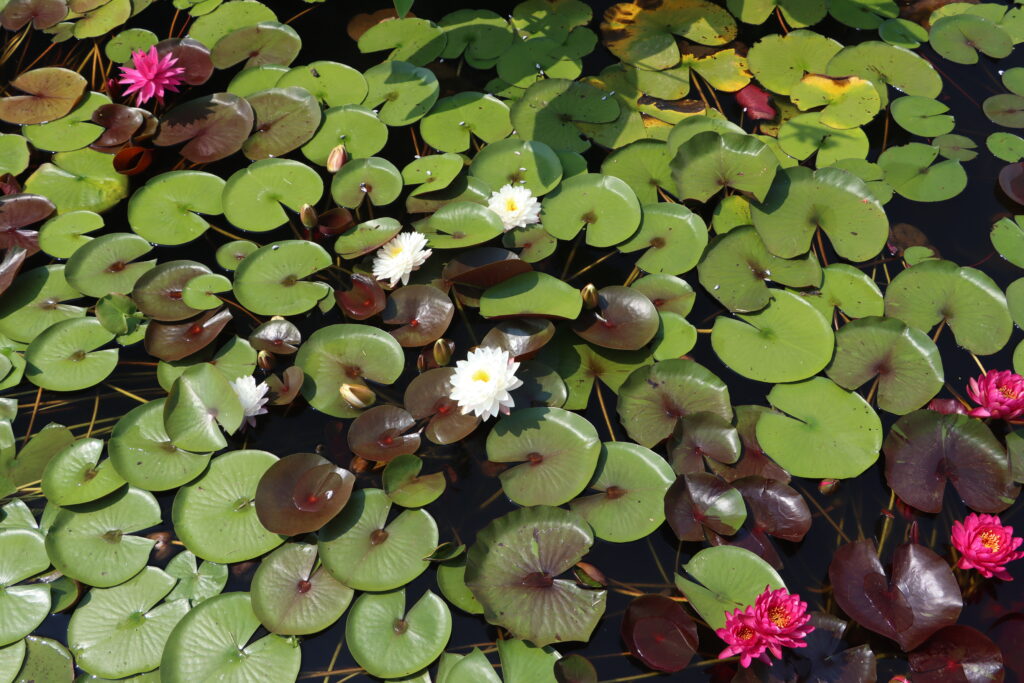 2024 Hardy waterlily 11 - July 26 2024