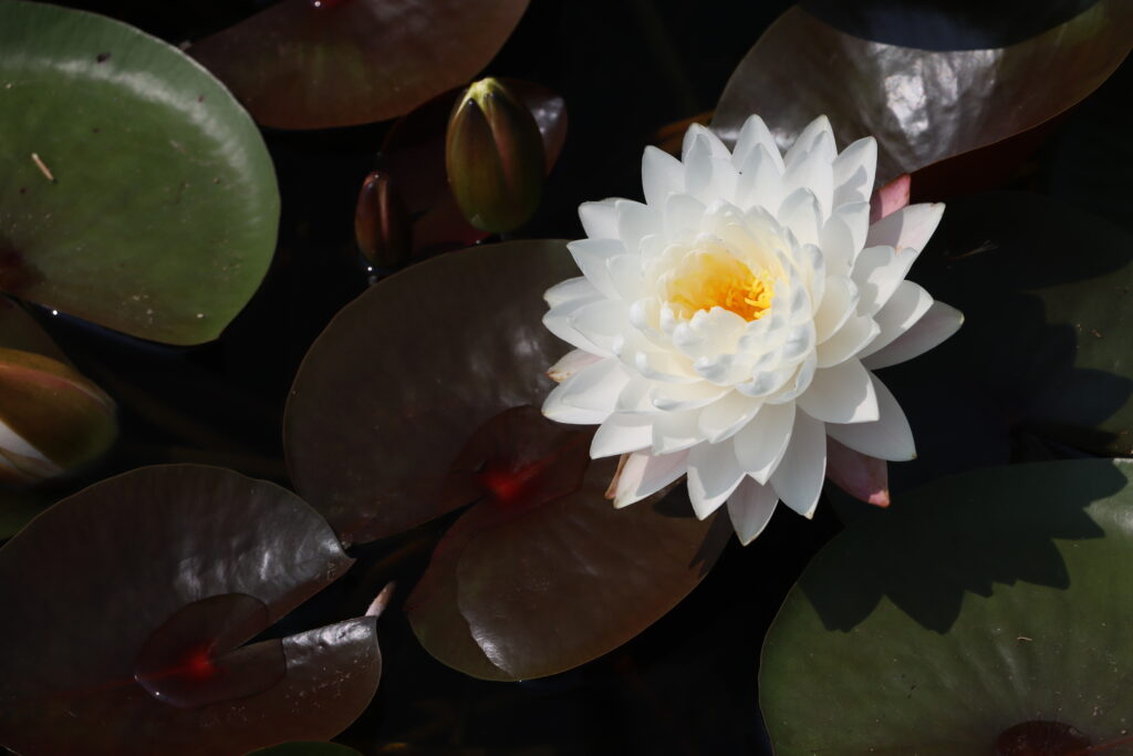 2024 Hardy waterlily 11 - July 26 2024