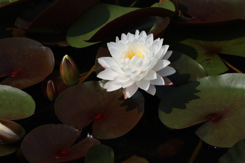 2024 Hardy waterlily 11 - July 26 2024