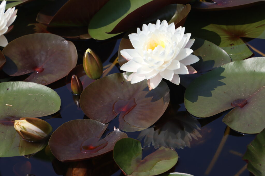 2024 Hardy waterlily 11 - July 26 2024