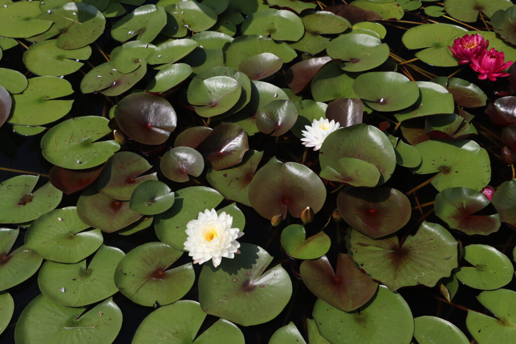 2024 Hardy waterlily 11 - August 01 2024