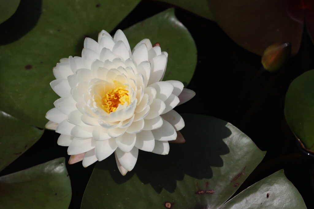 2024 Hardy waterlily 11 - August 01 2024