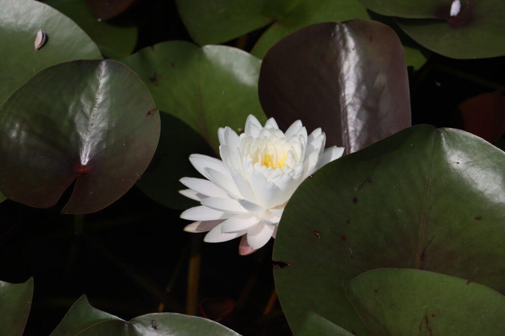 2024 Hardy waterlily 11 - August 01 2024