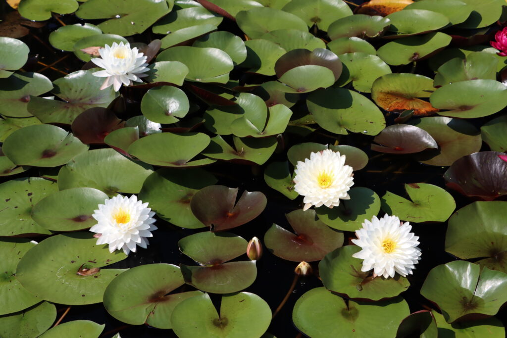 2024 Hardy waterlily 11 - August 13 2024