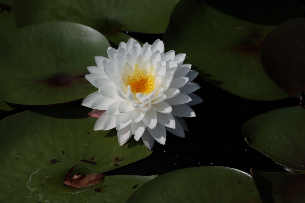 2024 Hardy waterlily 11 - August 13 2024