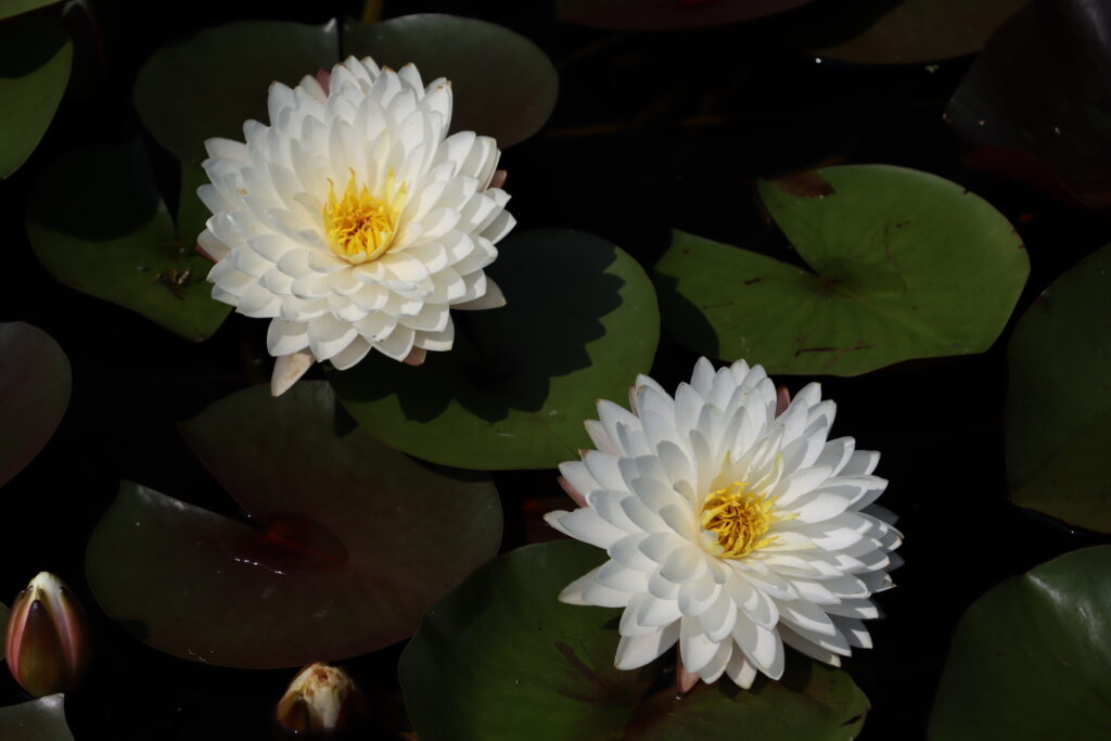 2024 Hardy waterlily 11 - August 13 2024