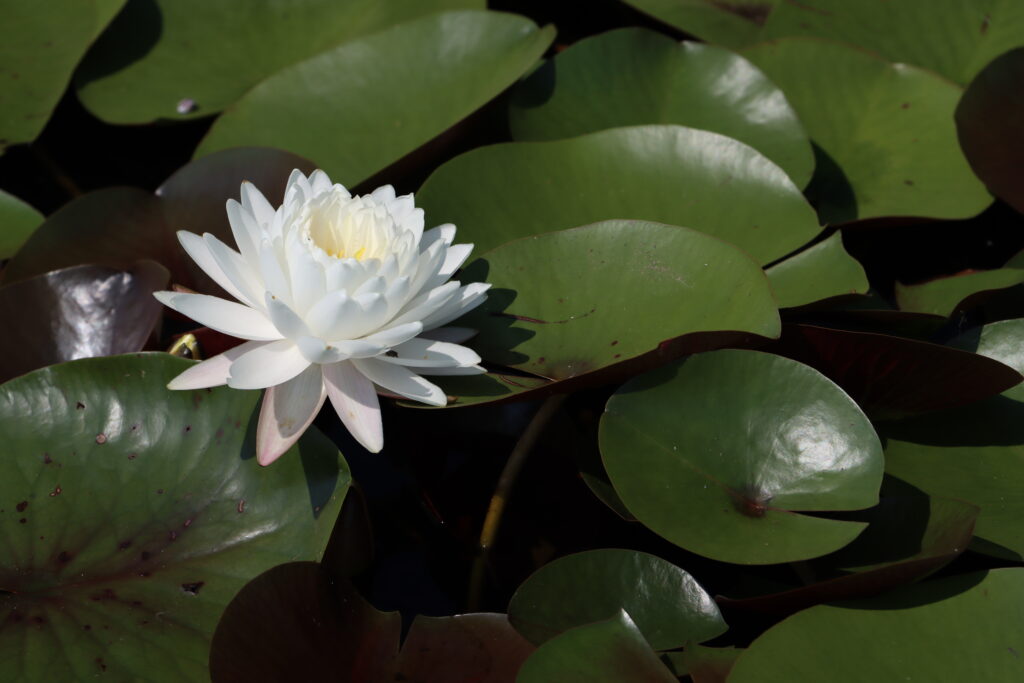 2024 Hardy waterlily 11 - August 13 2024