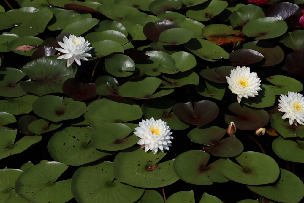 2024 Hardy waterlily 11 - August 13 2024