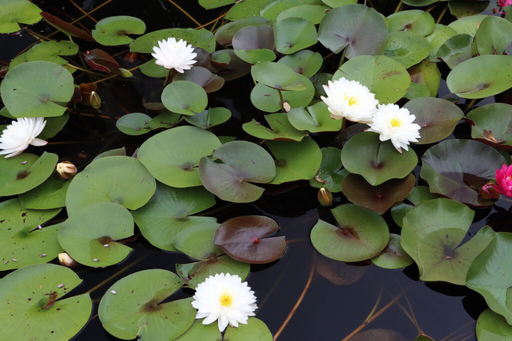 2024 Hardy waterlily 11 - August 16 2024