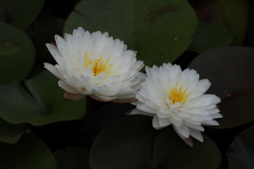 2024 Hardy waterlily 11 - August 16 2024