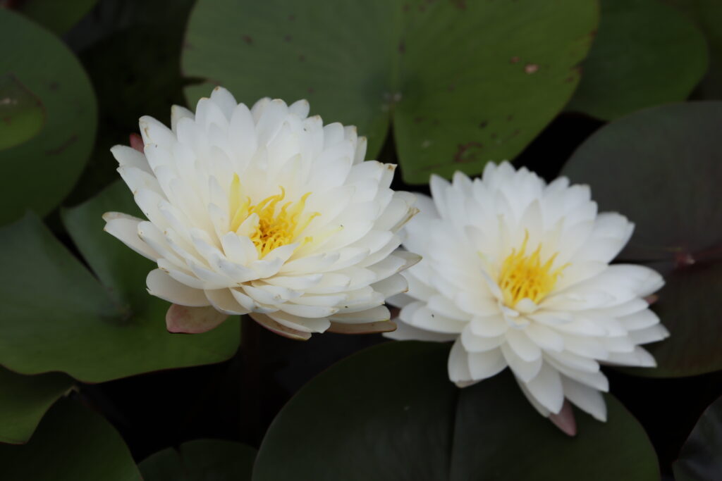 2024 Hardy waterlily 11 - August 16 2024