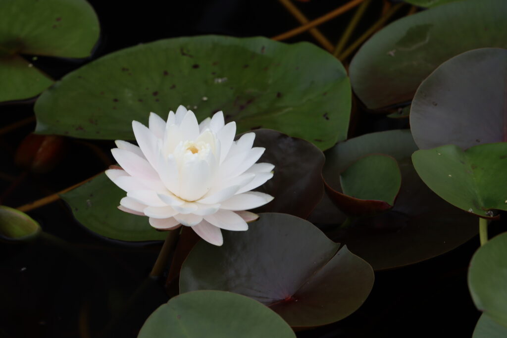 2024 Hardy waterlily 11 - August 16 2024