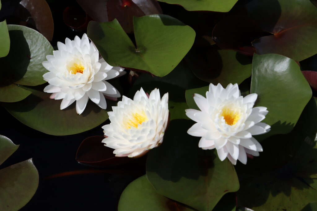 2024 Hardy waterlily 11 - August 19 2024