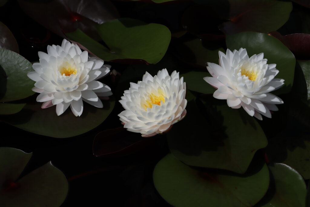 2024 Hardy waterlily 11 - August 19 2024