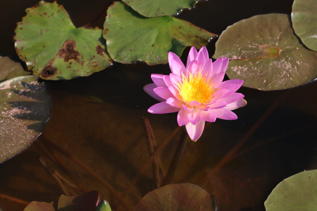 2024 ISG Hardy waterlily 01 - July 16 2024
