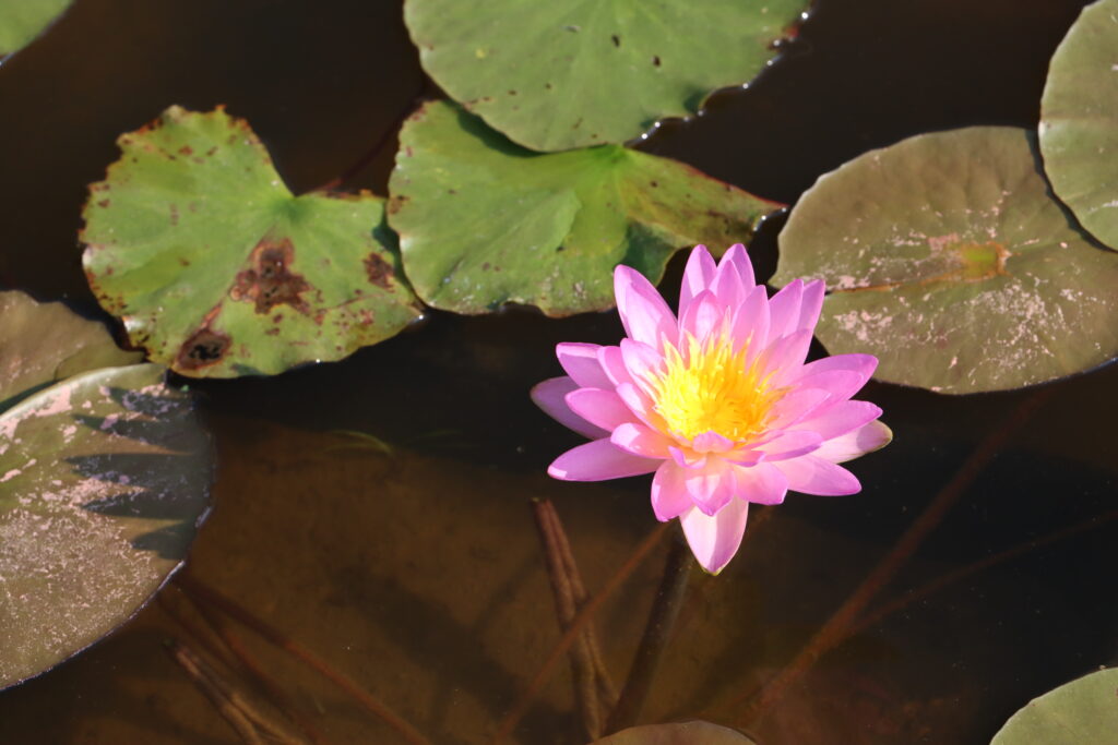 2024 ISG Hardy waterlily 01 - July 16 2024
