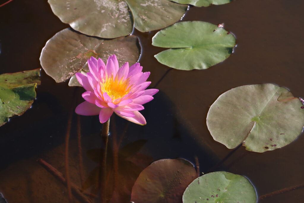2024 ISG Hardy waterlily 01 - July 16 2024