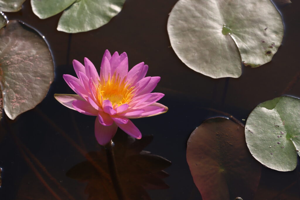 2024 ISG Hardy waterlily 01 - July 16 2024