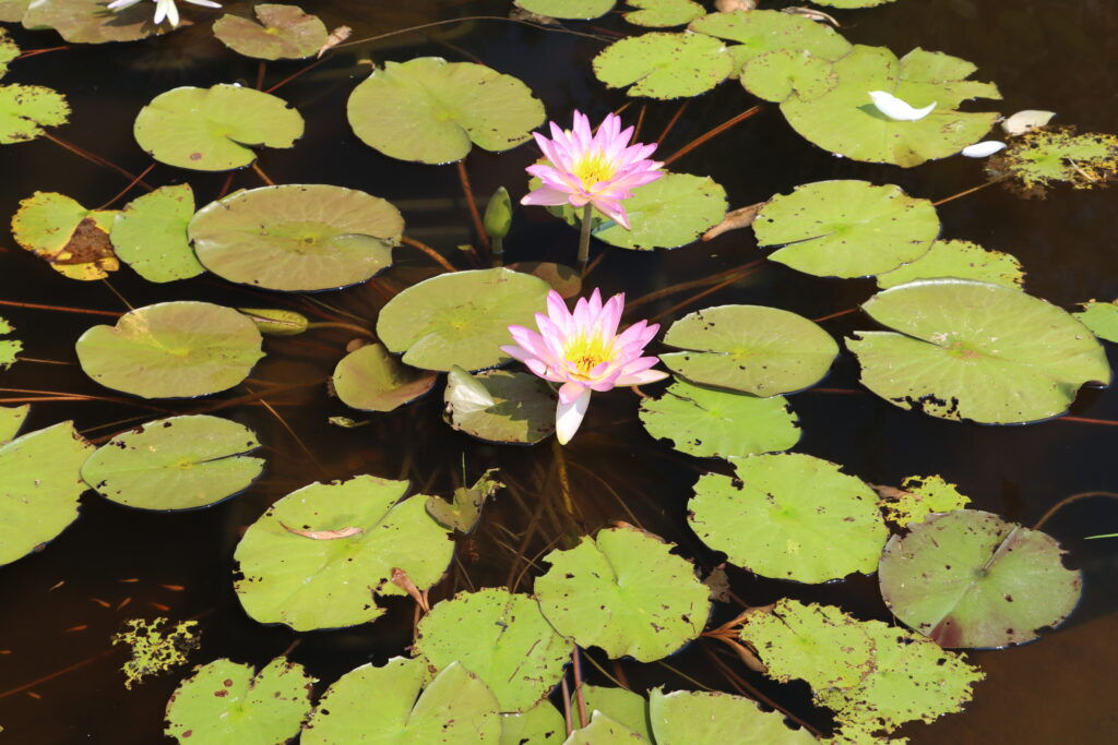 2024 ISG Hardy waterlily 01 - July 26 2024