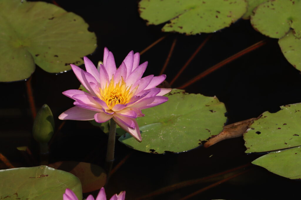 2024 ISG Hardy waterlily 01 - July 26 2024