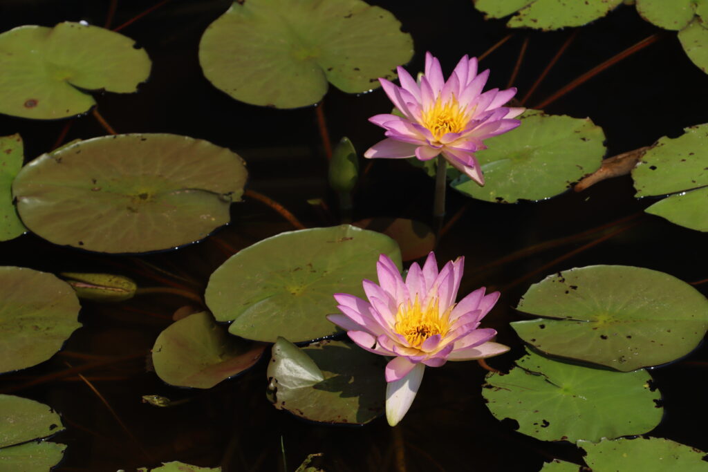 2024 ISG Hardy waterlily 01 - July 26 2024