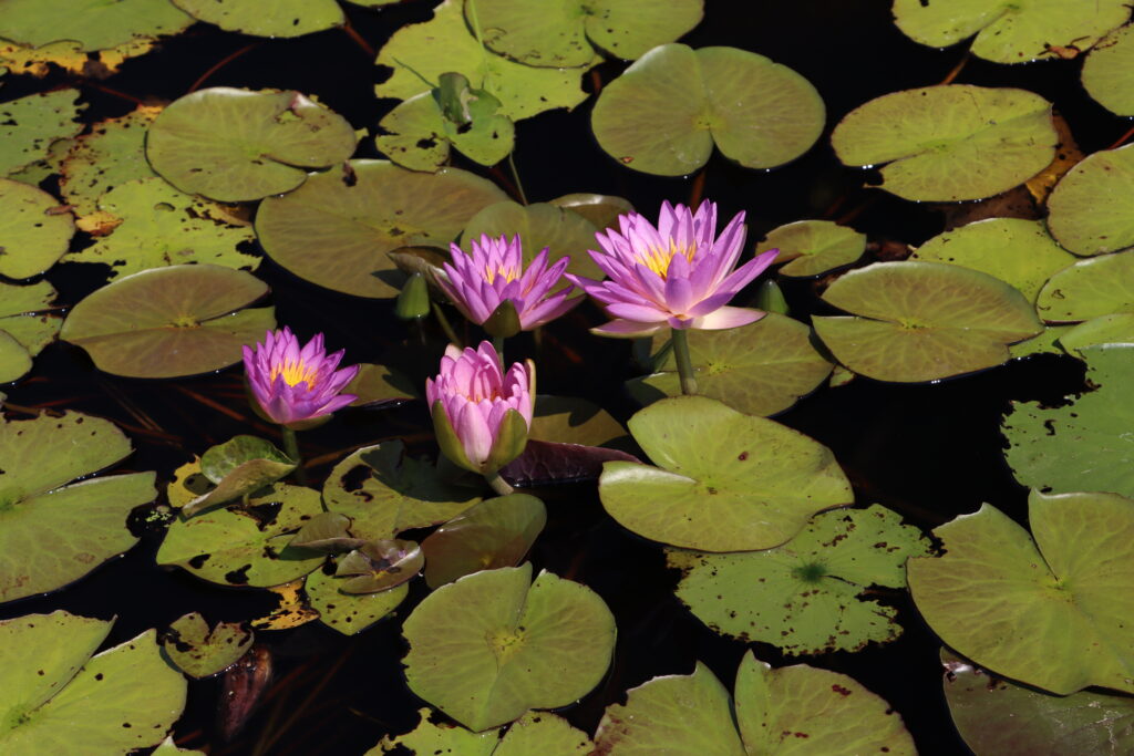 2024 ISG Hardy waterlily 01 - August 13 2024