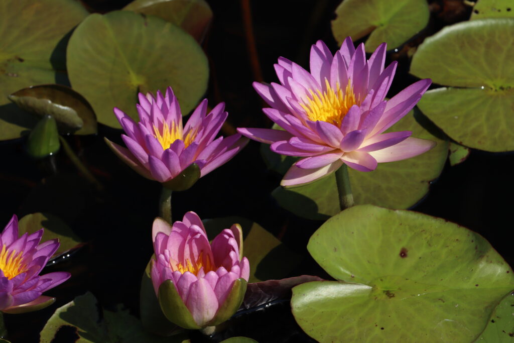2024 ISG Hardy waterlily 01 - August 13 2024