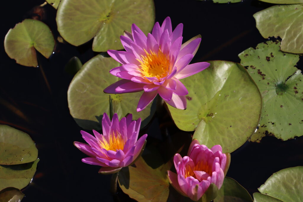 2024 ISG Hardy waterlily 01 - August 13 2024