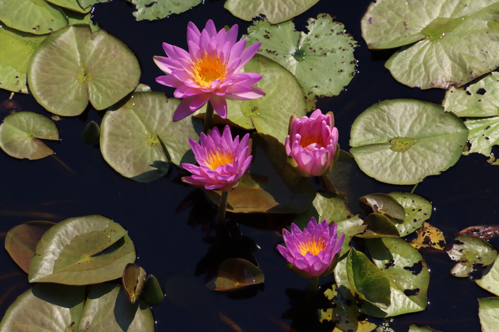 2024 ISG Hardy waterlily 01 - August 13 2024