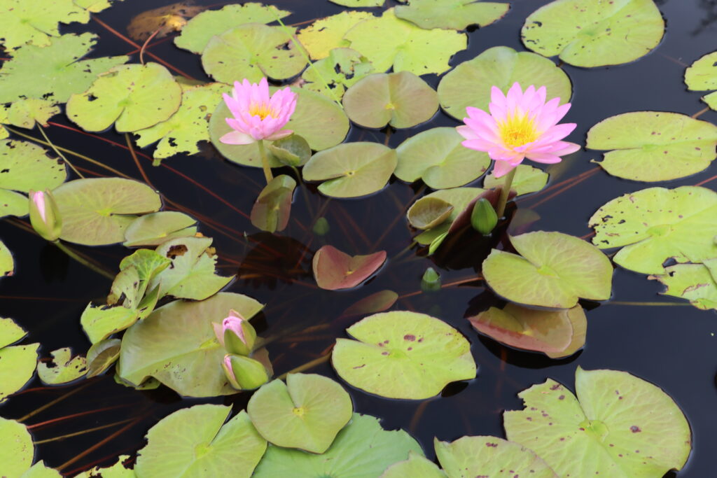 2024 ISG Hardy waterlily 01 - August 16 2024