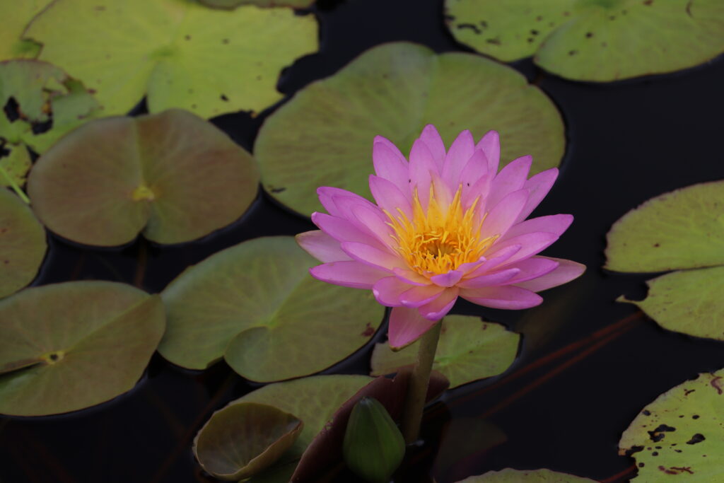 2024 ISG Hardy waterlily 01 - August 16 2024
