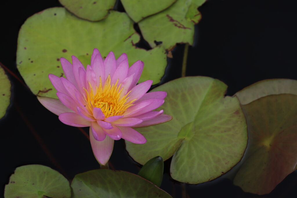 2024 ISG Hardy waterlily 01 - August 16 2024