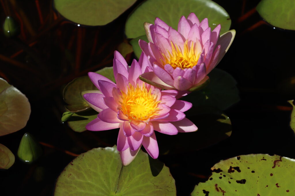 2024 ISG Hardy waterlily 01 - August 17 2024