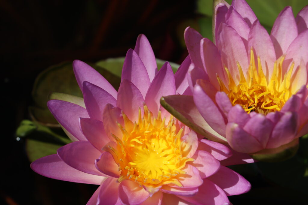 2024 ISG Hardy waterlily 01 - August 17 2024