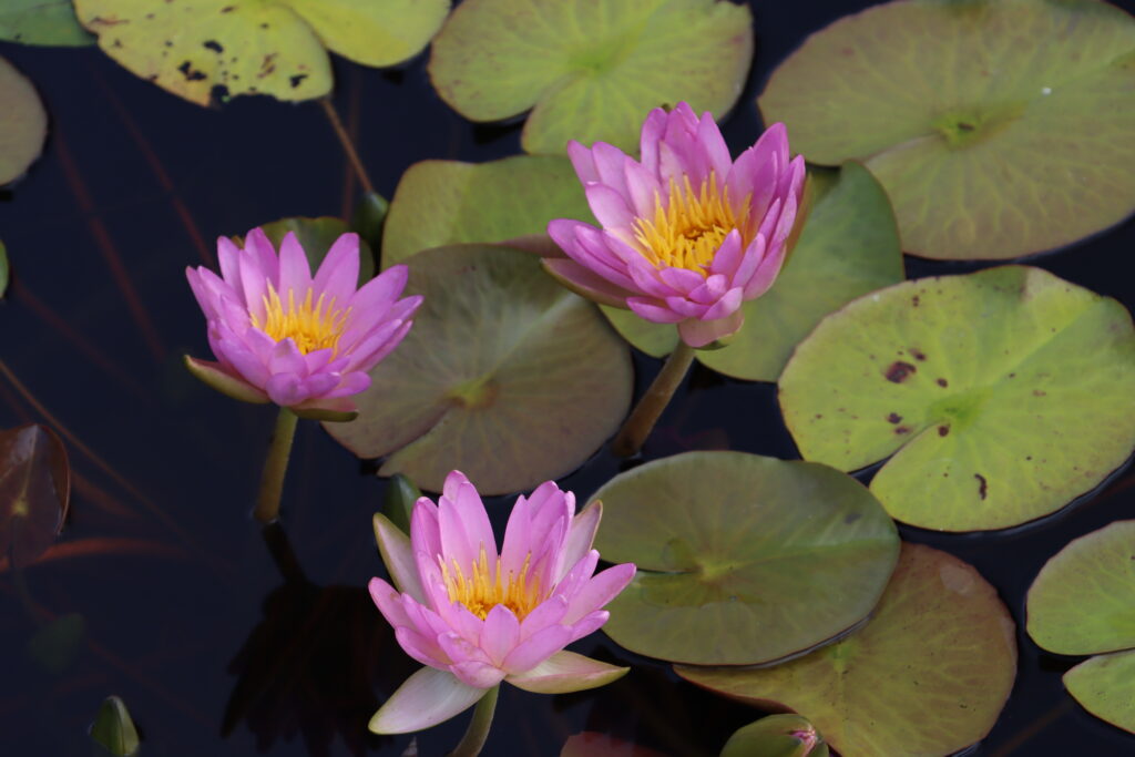 2024 ISG Hardy waterlily 01 - August 22 2024
