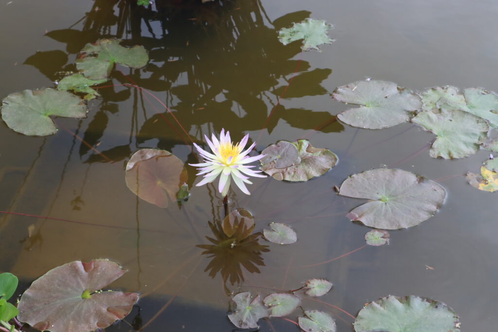 2024 ISG Hardy waterlily 02 - July 01 2024
