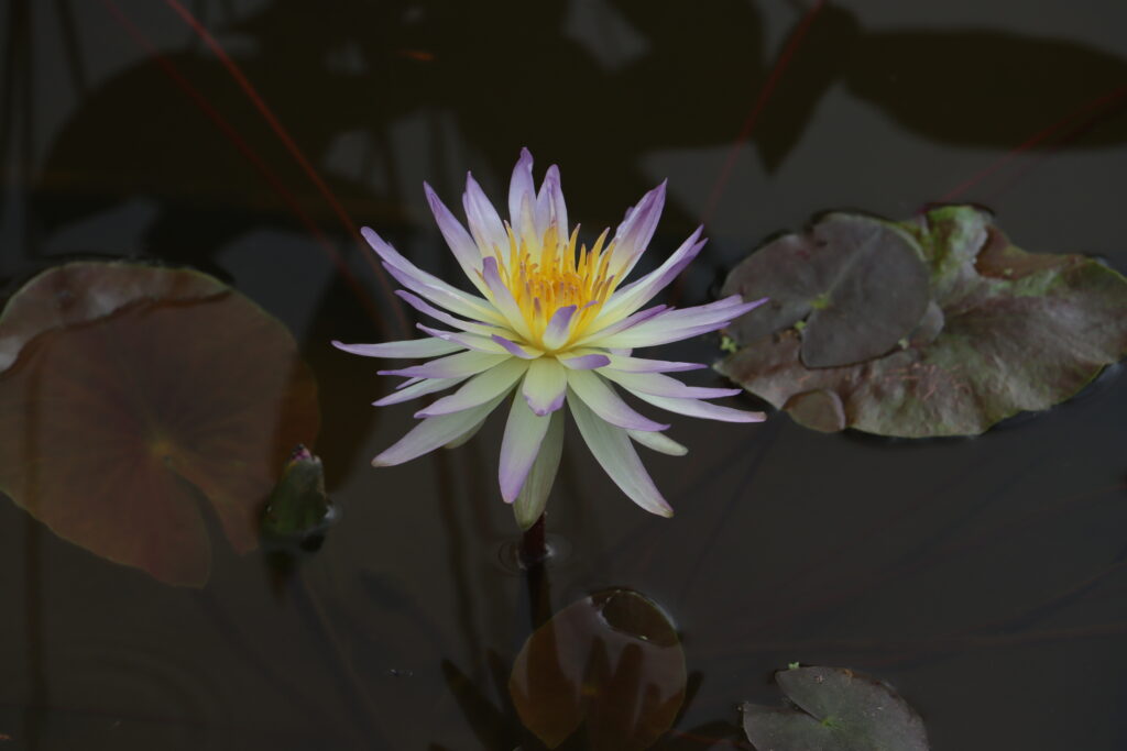 2024 ISG Hardy waterlily 02 - July 01 2024