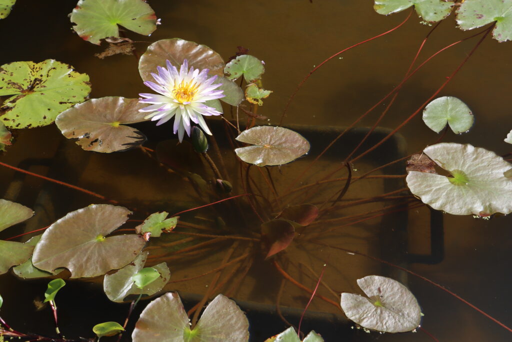 2024 ISG Hardy waterlily 02 - July 14 2024
