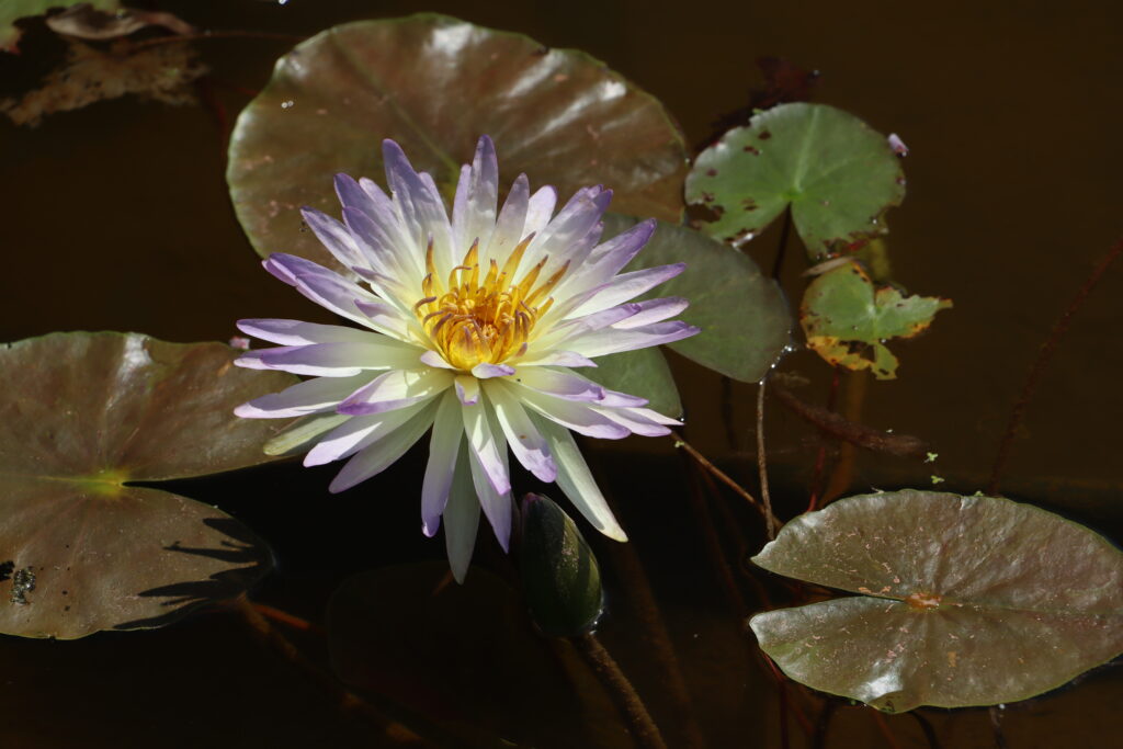 2024 ISG Hardy waterlily 02 - July 14 2024