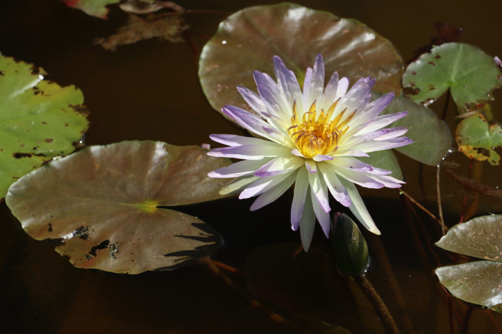 2024 ISG Hardy waterlily 02 - July 14 2024