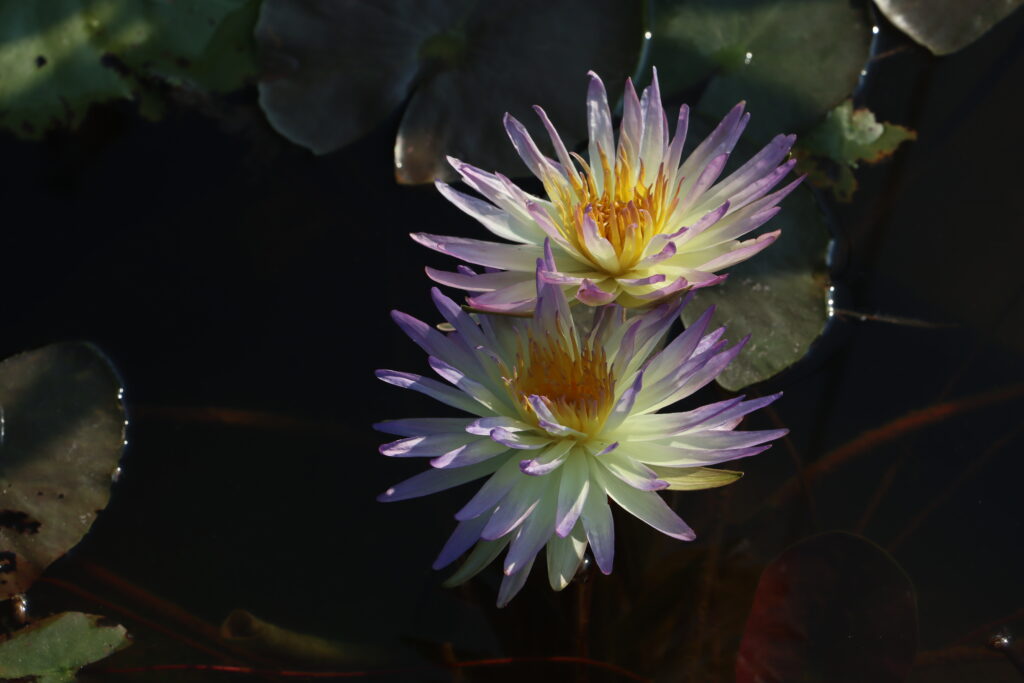 2024 ISG Hardy waterlily 02 - July 16 2024