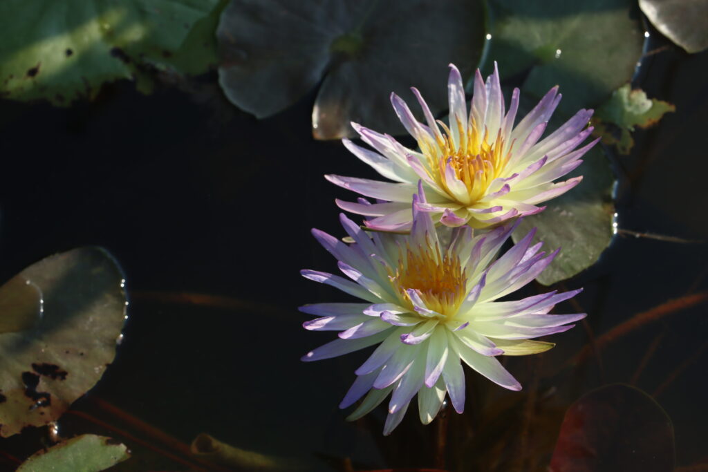 2024 ISG Hardy waterlily 02 - July 16 2024