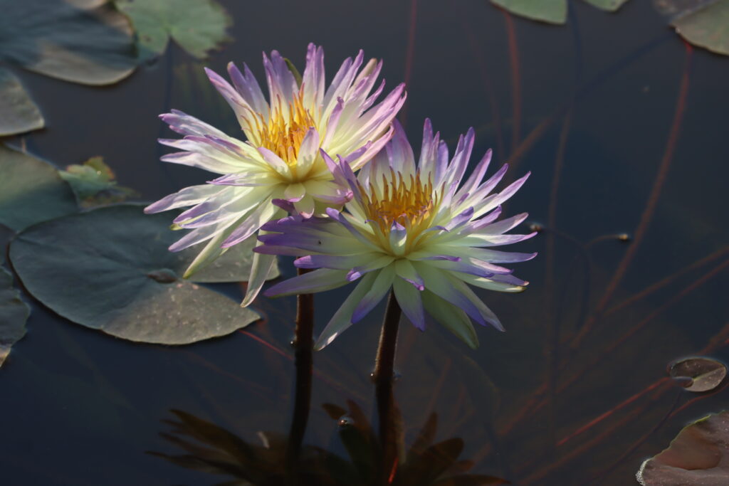 2024 ISG Hardy waterlily 02 - July 16 2024