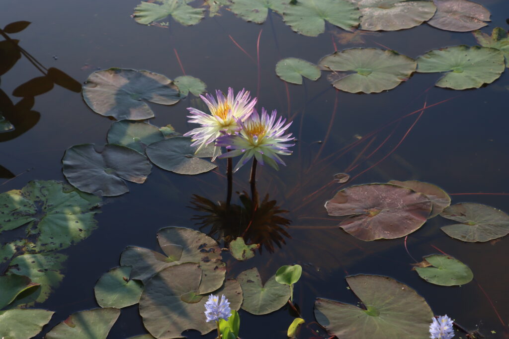 2024 ISG Hardy waterlily 02 - July 16 2024