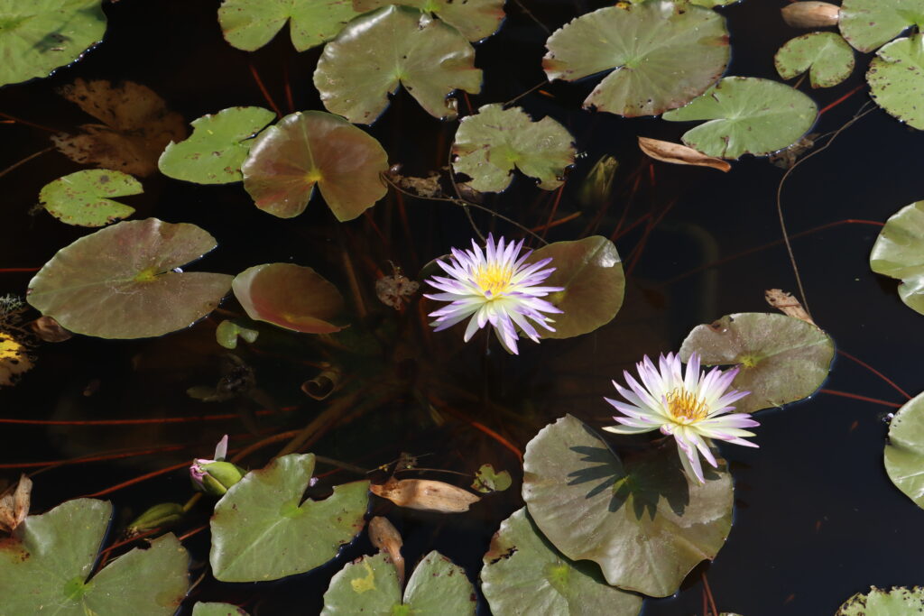 2024 ISG Hardy waterlily 02 - July 26 2024