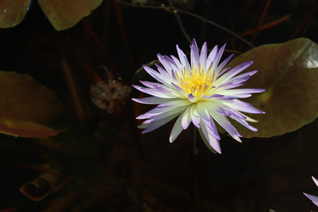 2024 ISG Hardy waterlily 02 - July 26 2024