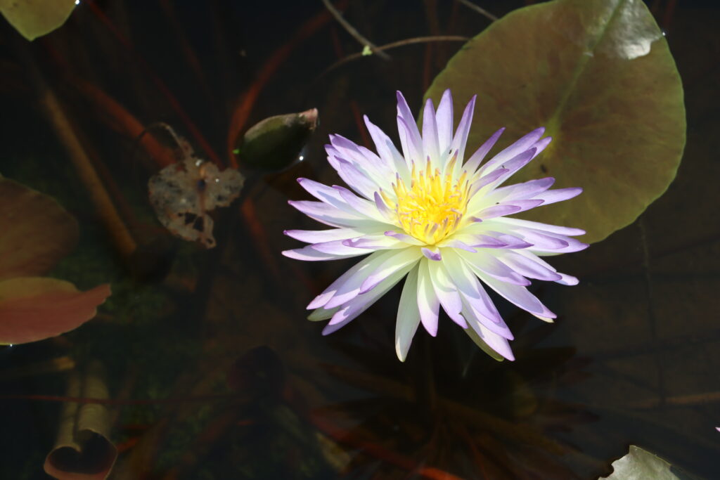 2024 ISG Hardy waterlily 02 - July 26 2024
