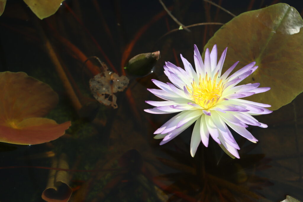 2024 ISG Hardy waterlily 02 - July 26 2024