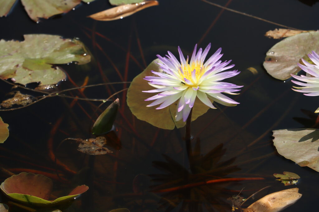 2024 ISG Hardy waterlily 02 - July 26 2024