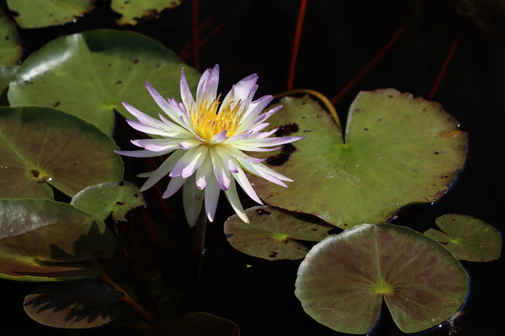 2024 ISG Hardy waterlily 02 - August 13 2024